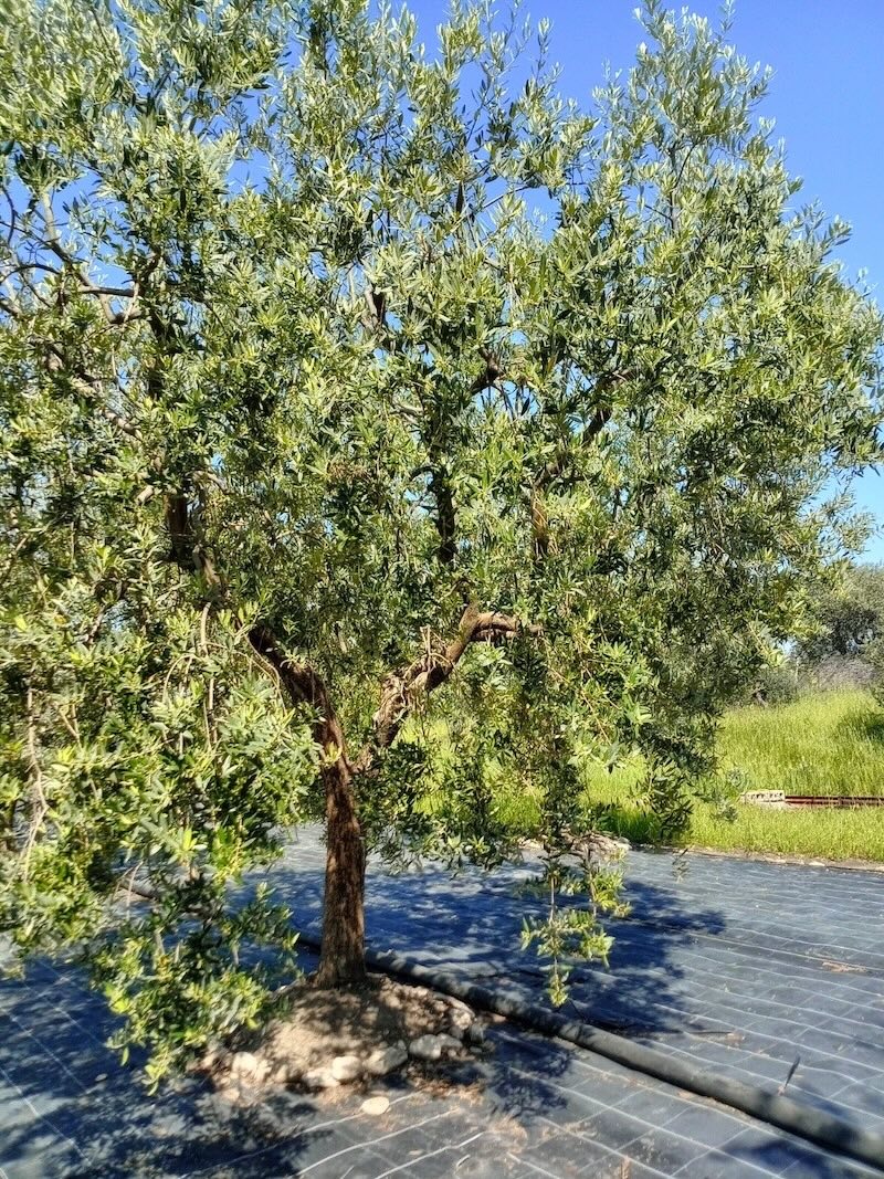 Olivo con pacciamatura plastica